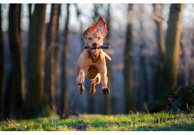 Jak bawić się z psem w mieście?