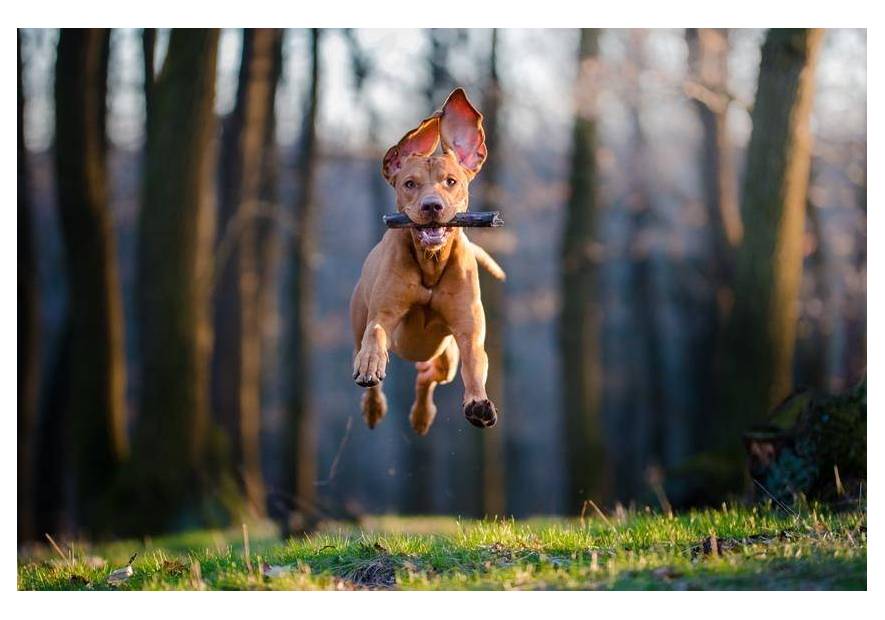 Jak bawić się z psem w mieście?
