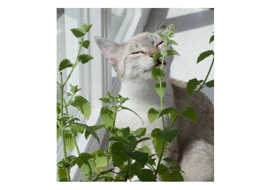 Działanie kocimiętki na koty