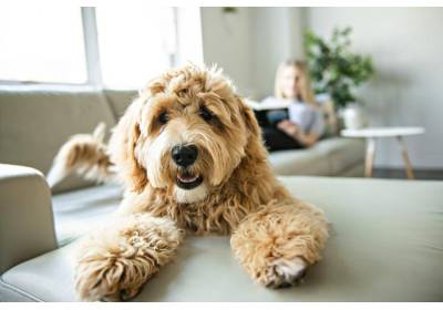 Imię dla psa – jak wybrać?