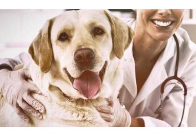 Kiedy kastrować psa? Sprawdź!