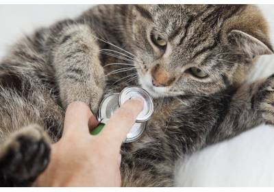 Sprawdź, kiedy najlepiej kastrować kota?