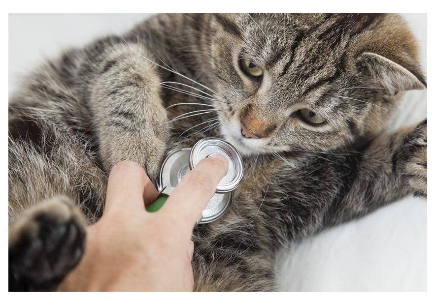 Sprawdź, kiedy najlepiej kastrować kota?