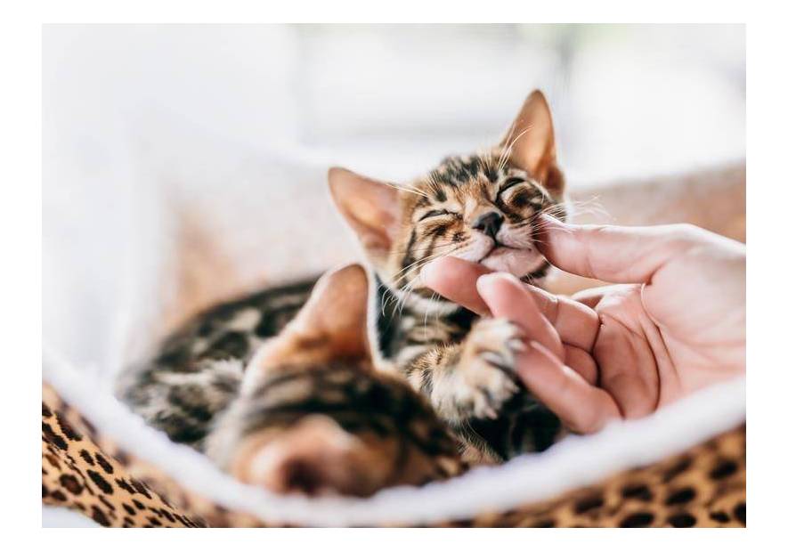 Dlaczego kot mruczy? Dowiedz się!