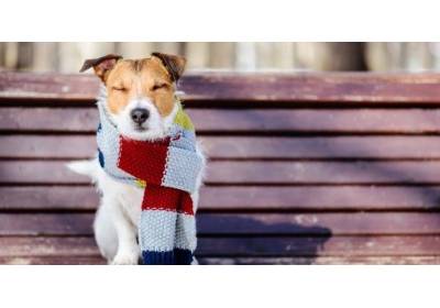 Jak dbać o psy zimą?