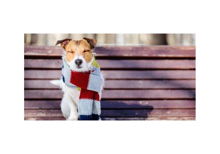 Jak dbać o psy zimą?