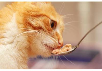 Szeroki wybór karm dla kota Royal Canin