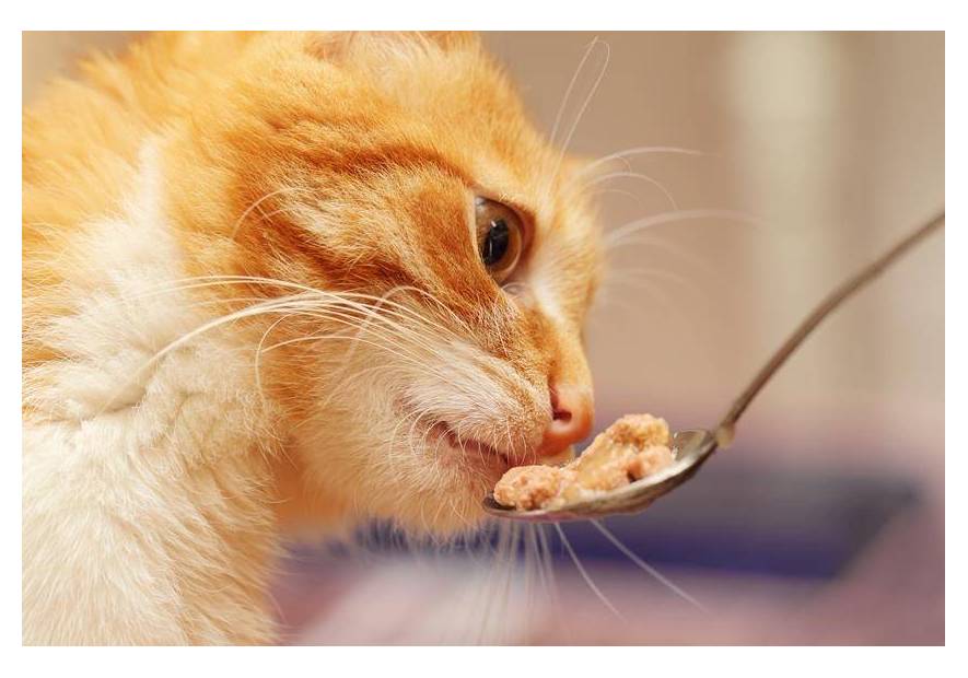 Szeroki wybór karm dla kota Royal Canin