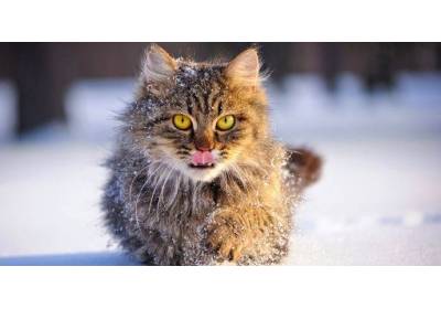 Jak dbać o koty zimą?