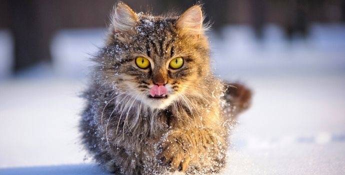 Jak dbać o koty zimą? image