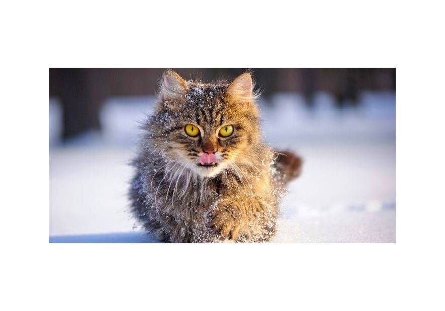 Jak dbać o koty zimą?