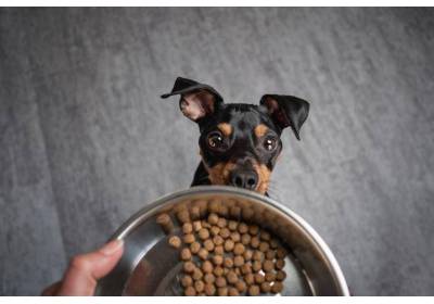 Szeroki wybór karm dla psa Josera