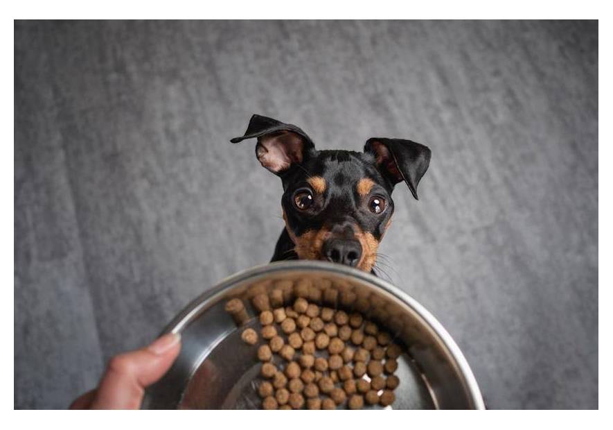 Szeroki wybór karm dla psa Josera