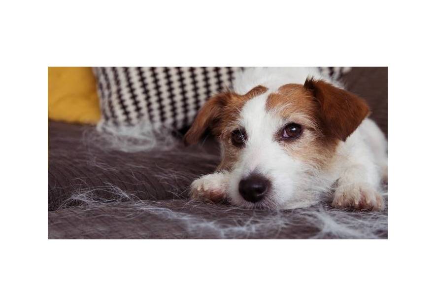 3 sposoby na to, jak skutecznie pozbyć się sierści z domu