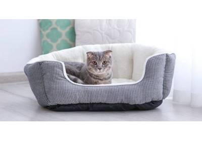 Jak wybrać odpowiednie legowisko dla kota? Sprawdź praktyczne porady