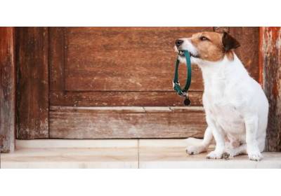 Szelki czy obroża – co i kiedy wybrać?