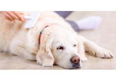 Jak prawidłowo pielęgnować psią sierść? Podpowiadamy!