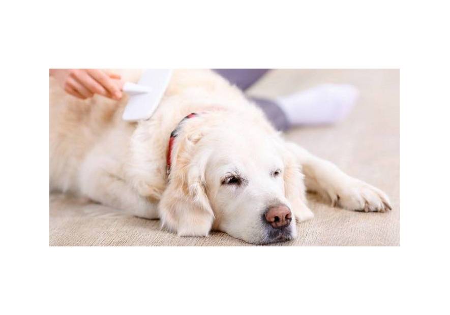 Jak prawidłowo pielęgnować psią sierść? Podpowiadamy!