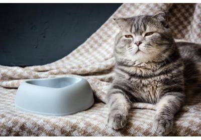 Przysmaki dla kota – 3 smaczne i zdrowie propozycje dla Twojego futrzaka