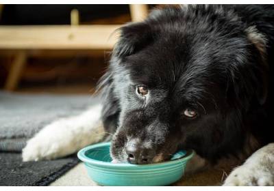 Jaką karmę wybrać dla starszego psa? Eksperci ze Świata Pupila podpowiadają
