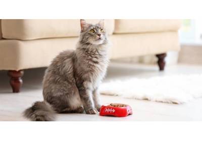 Kot z alergią pokarmową - jak go karmić?