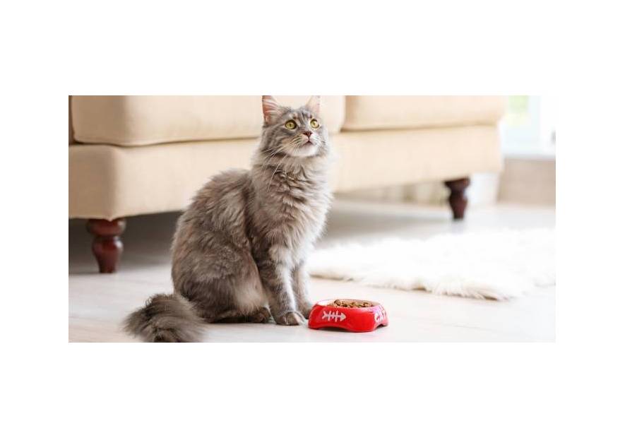 Kot z alergią pokarmową - jak go karmić?