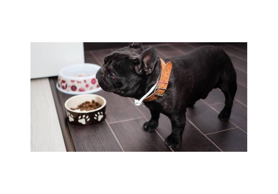 Jak dbać o psy z alergiami?