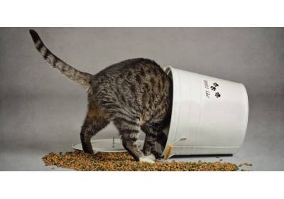 Nasz ranking suchych karm dla kotów