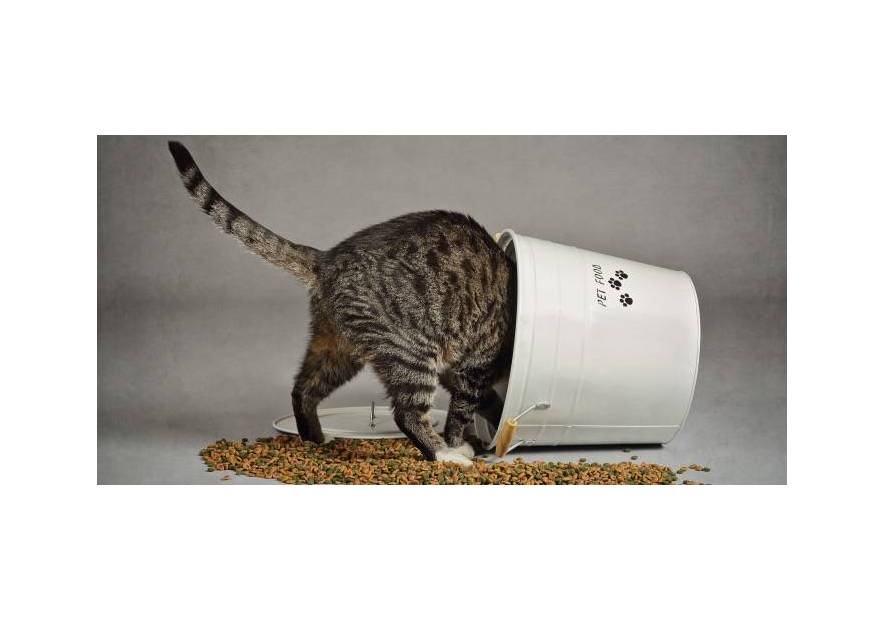 Nasz ranking suchych karm dla kotów