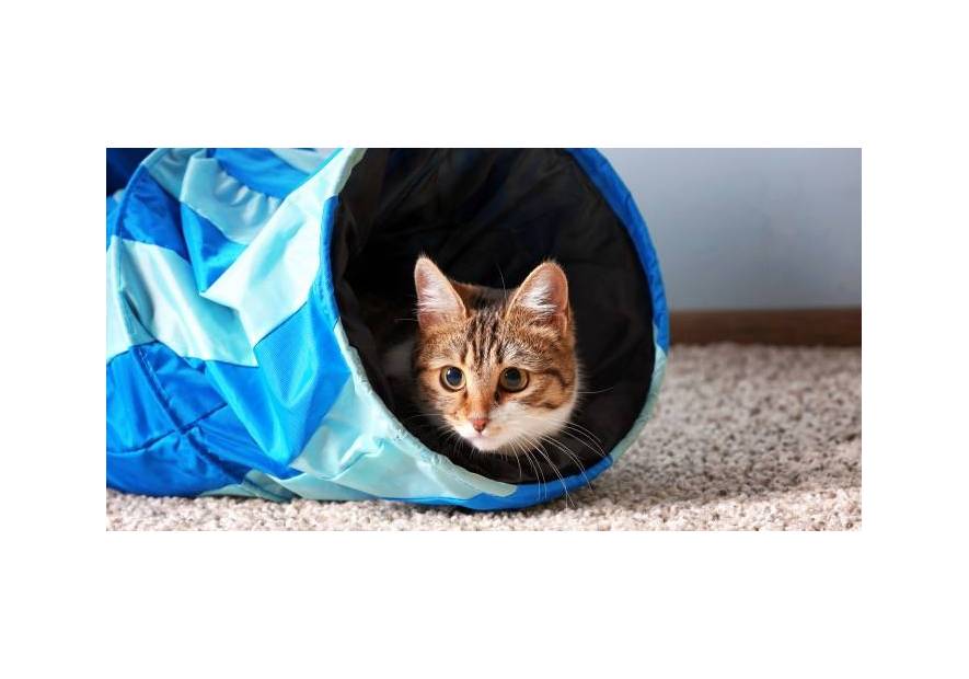 Kocie zabawki, które musisz kupić swojemu pupilowi