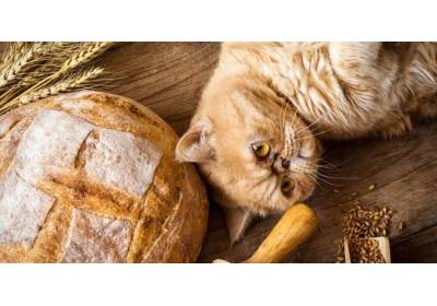 Najlepsze bezzbożowe karmy dla kota
