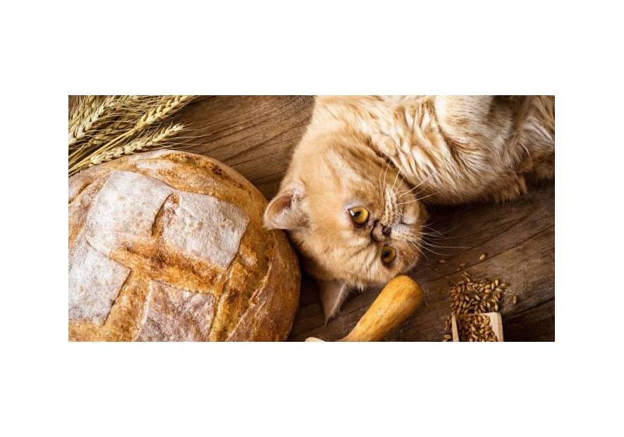 Najlepsze bezzbożowe karmy dla kota