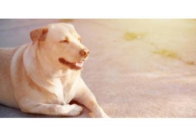 Żywienie psa z otyłością