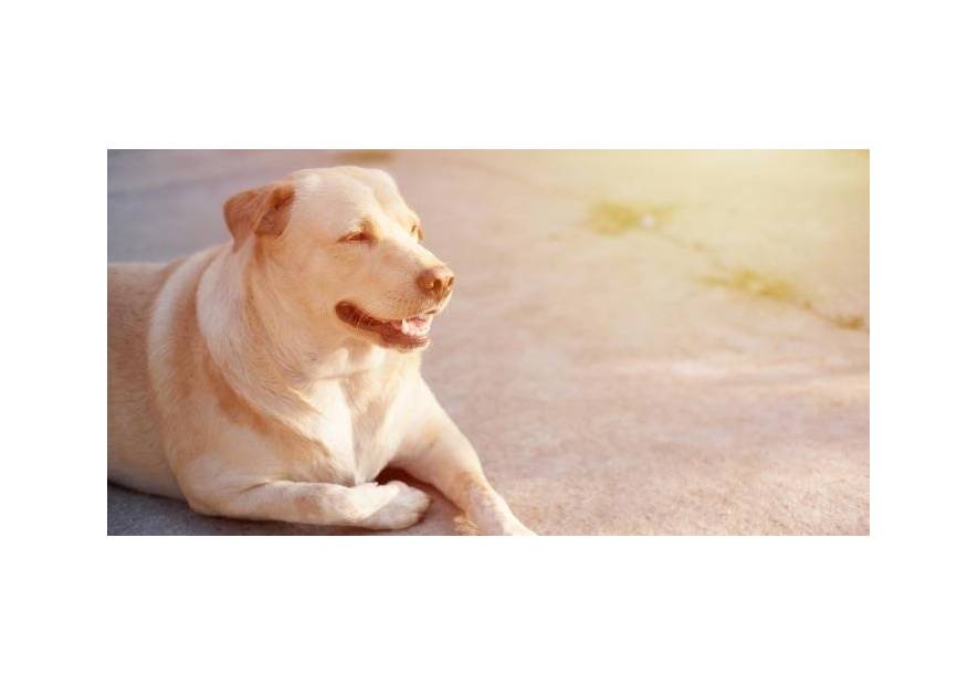 Żywienie psa z otyłością