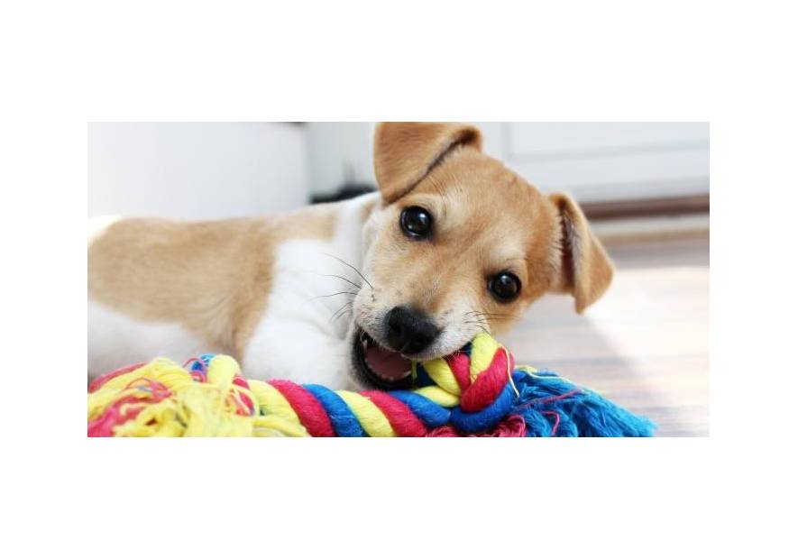 Gryzaki dla szczeniaka - jak wybrać odpowiednie?