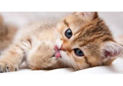 Wyprawka dla małego kota