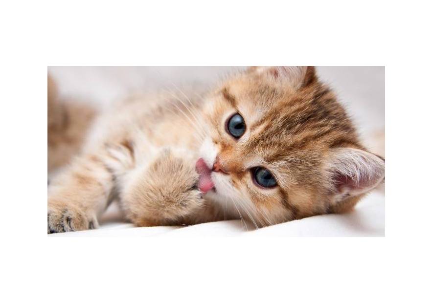 Wyprawka dla małego kota