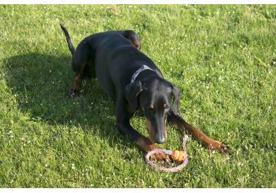 Najbardziej wytrzymałe zabawki dla psów