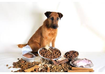 Żywienie psa — czym go karmić?