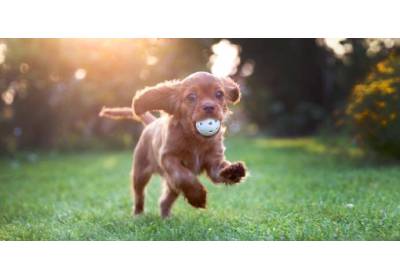 Wyprawka dla szczeniaka – co kupić?