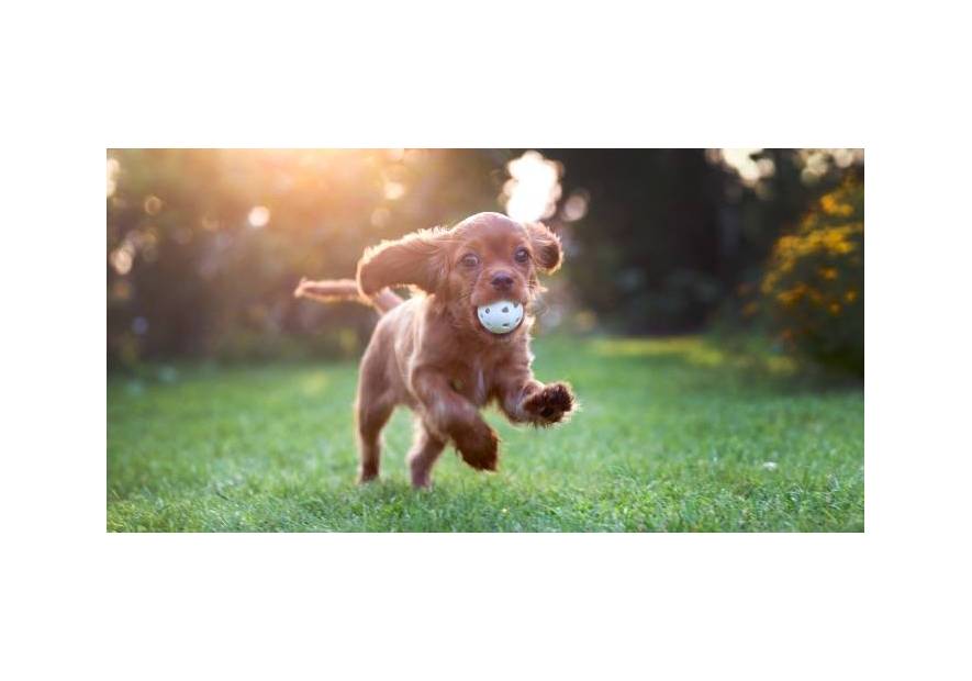 Wyprawka dla szczeniaka – co kupić?