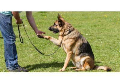 Sposoby na skuteczne szkolenie psa