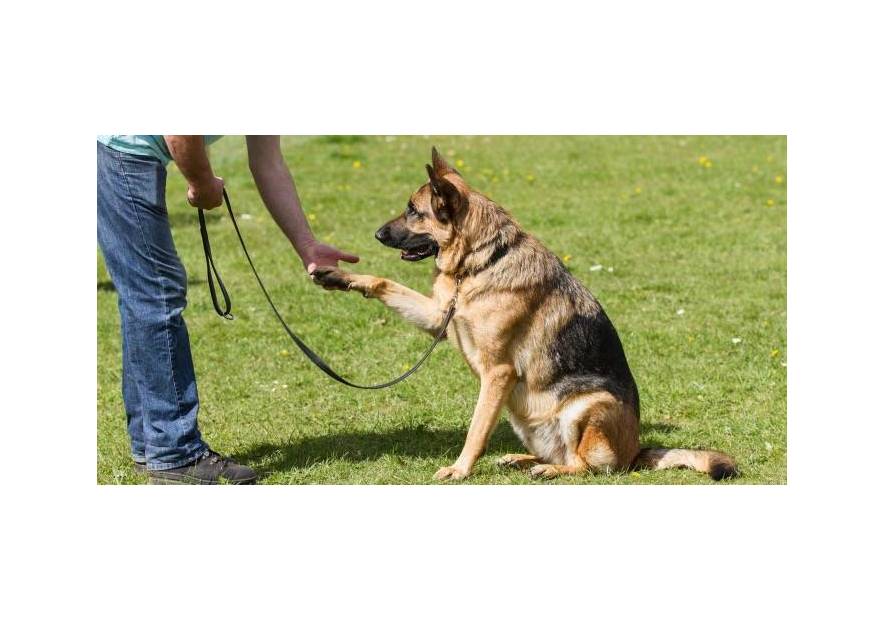 Sposoby na skuteczne szkolenie psa