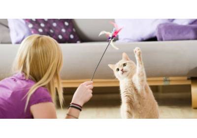 Jak bawić się z kotem?
