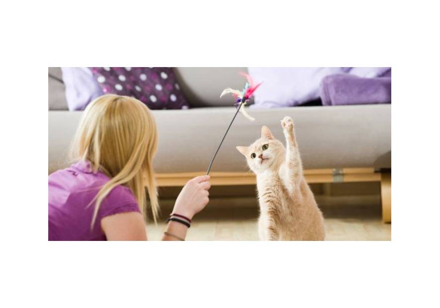 Jak bawić się z kotem?