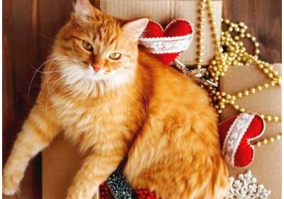 Gdyby Twój pies lub kot umiał mówić…