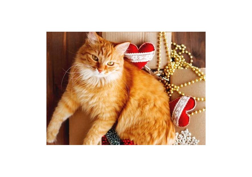 Gdyby Twój pies lub kot umiał mówić…