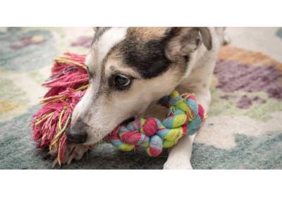 Zabawki dla dużych psów