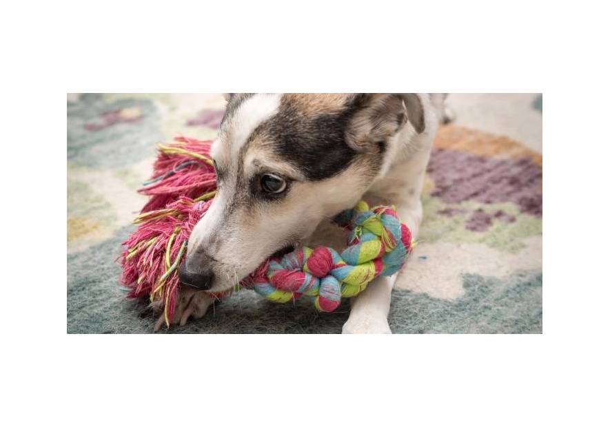 Zabawki dla dużych psów