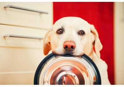 Jaką karmę podawać psu po sterylizacji?